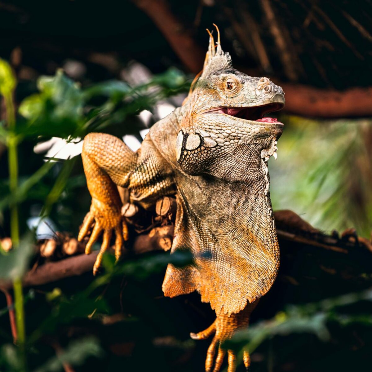 brown and gray bearded dragon on brown tree branch